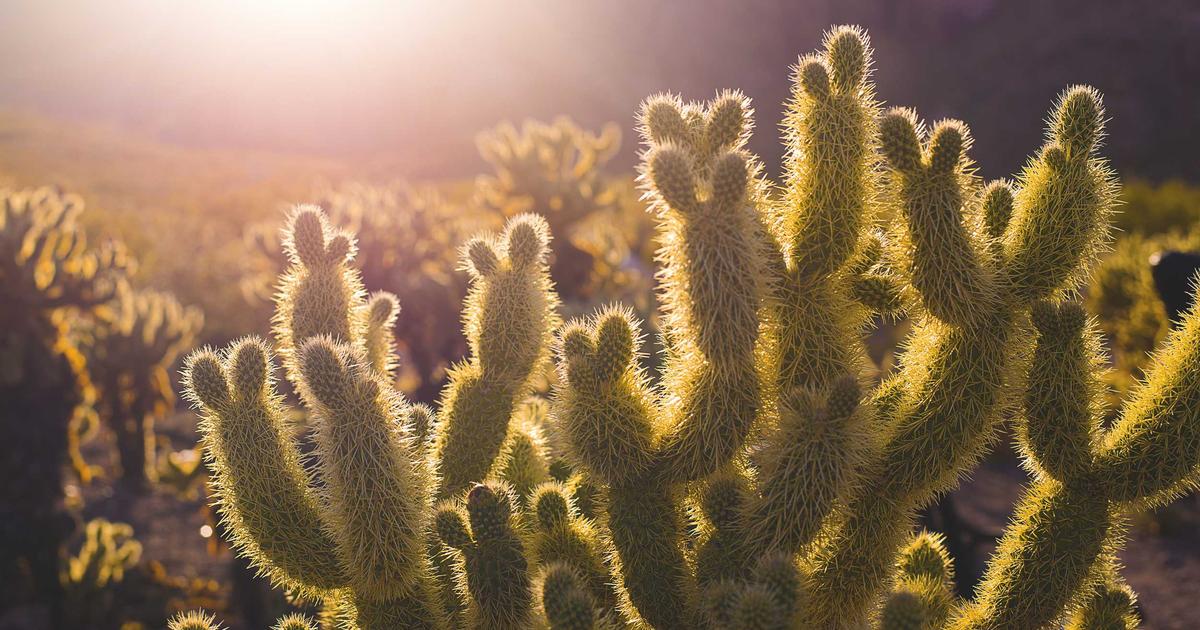 MVVM Community Toolkit у .NET MAUI 10: [ObservableProperty], [RelayCommand] та partial properties